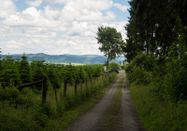 Markus Schauerte, Schmallenberger Sauerland Tourismus