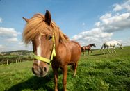 Dominik Ketz, Kreis Mettmann