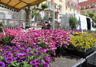 Herforder Wochenmarkt Rathausplatz_Pro Herford GmbH.JPG