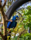 Papagei im Grünen Zoo Wuppertal