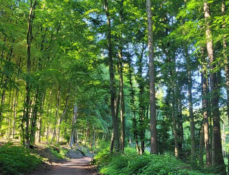 Waldweg im Wiehengebirge bei Lübbecke, umgeben von hohen, grünen Bäumen.