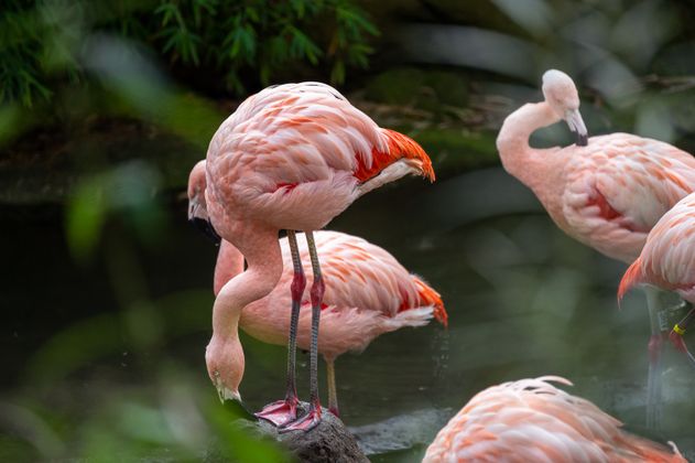 Der Grüne Zoo Wuppertal, Flamingos